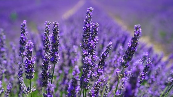 Propiedades de la Lavanda