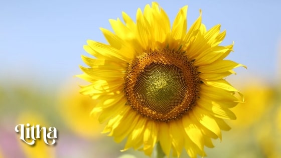 Cómo celebrar Litha