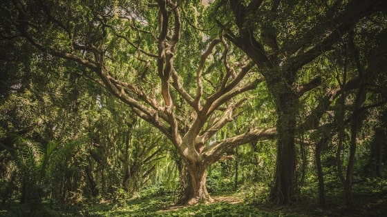 Afirmaciones de Abundancia