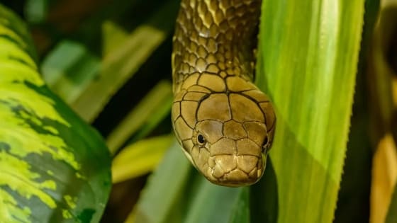 Soñar con Serpientes