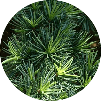 Cedro