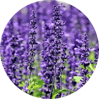 Lavanda