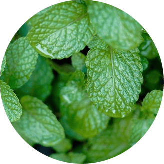 Menta
