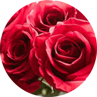 Rosa (Rosa spp.):