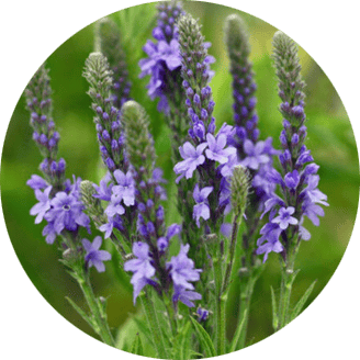 Verbena